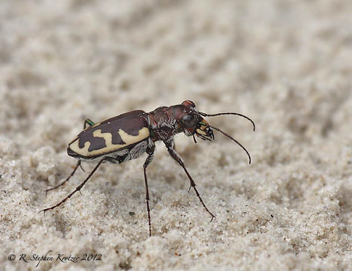 Cicindela formosa